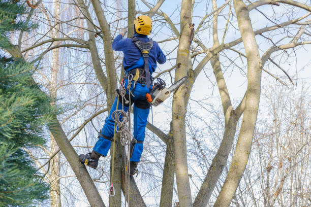 How Our Tree Care Process Works  in  Amherst, WI