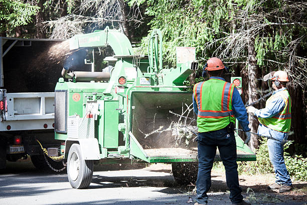 Best Arborist Consultation Services  in Amherst, WI