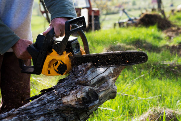 Best Tree Preservation Services  in Amherst, WI